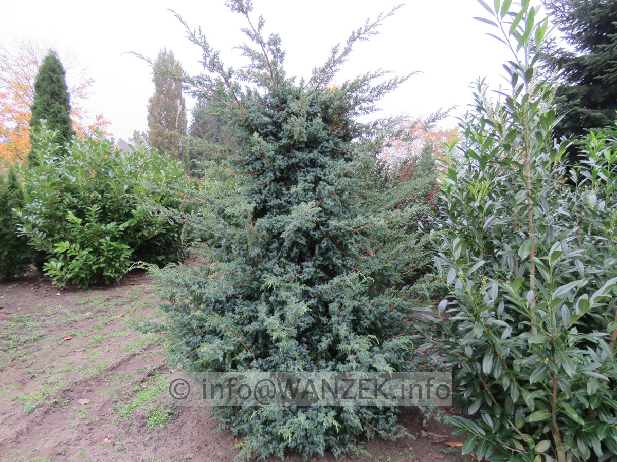 Juniperus chinensis Blue Alps geschnitten aufrecht 01.JPG